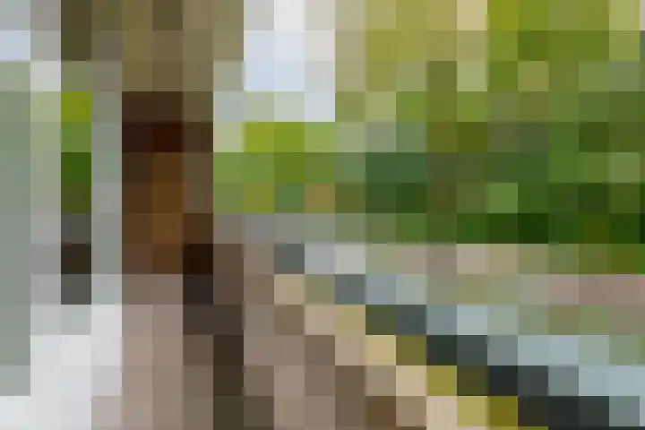 Waterhoenlaan 29 Bilthoven thumbnail 24