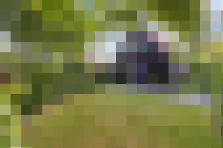 Waterkant 73 Ens thumbnail 9