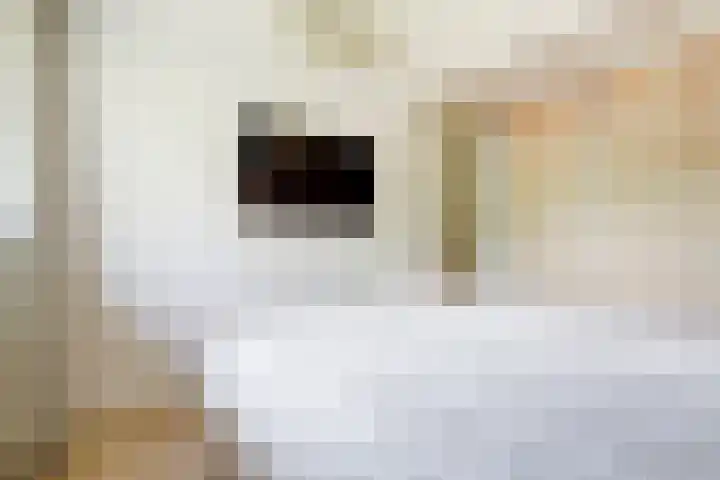 Waterklaver 3 Gouda thumbnail 21