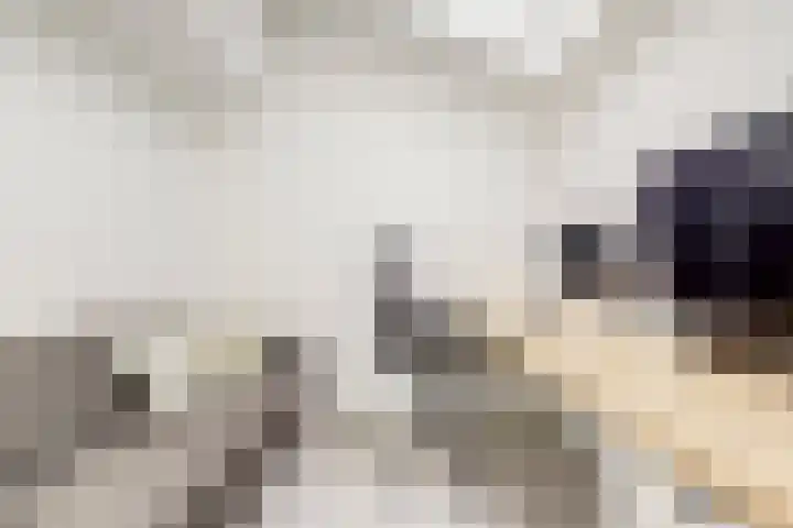 Waterklaver 3 Gouda thumbnail 36