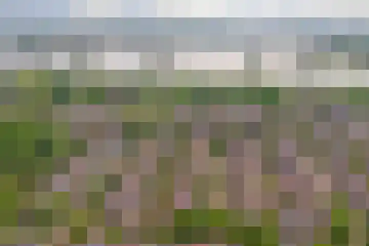 Waterklaver 3 Gouda thumbnail 39