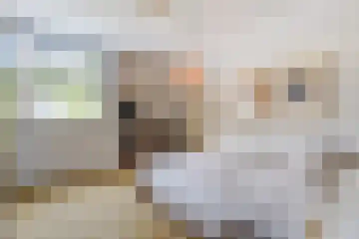Waterleidingsingel 76 Venlo thumbnail 22