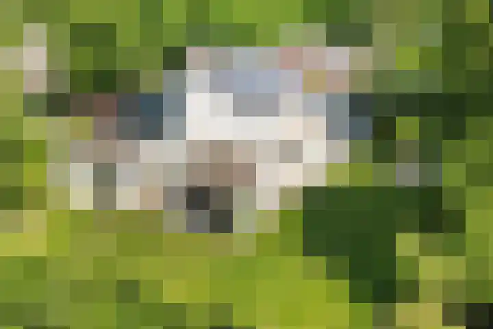 Waterleidingsingel 76 Venlo thumbnail 35