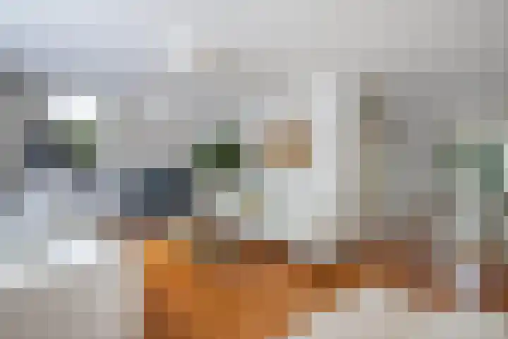 Waterlelie 1 Drachten thumbnail 12