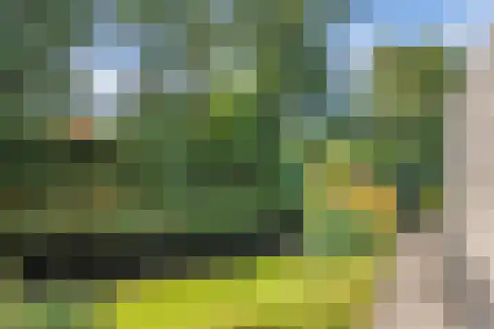 Waterlelie 1 Drachten thumbnail 55