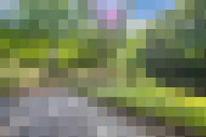 Waterlelie 1 Drachten thumbnail 56