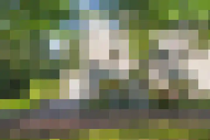 Waterlelie 1 Drachten thumbnail 57