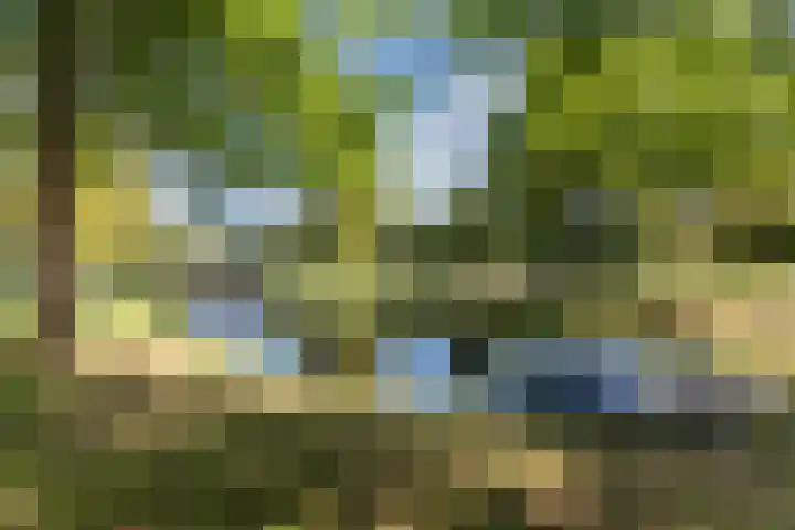 Waterlelie 1 Drachten thumbnail 8