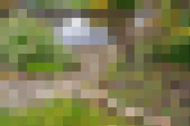 Waterlelie 10 Scheemda thumbnail 43