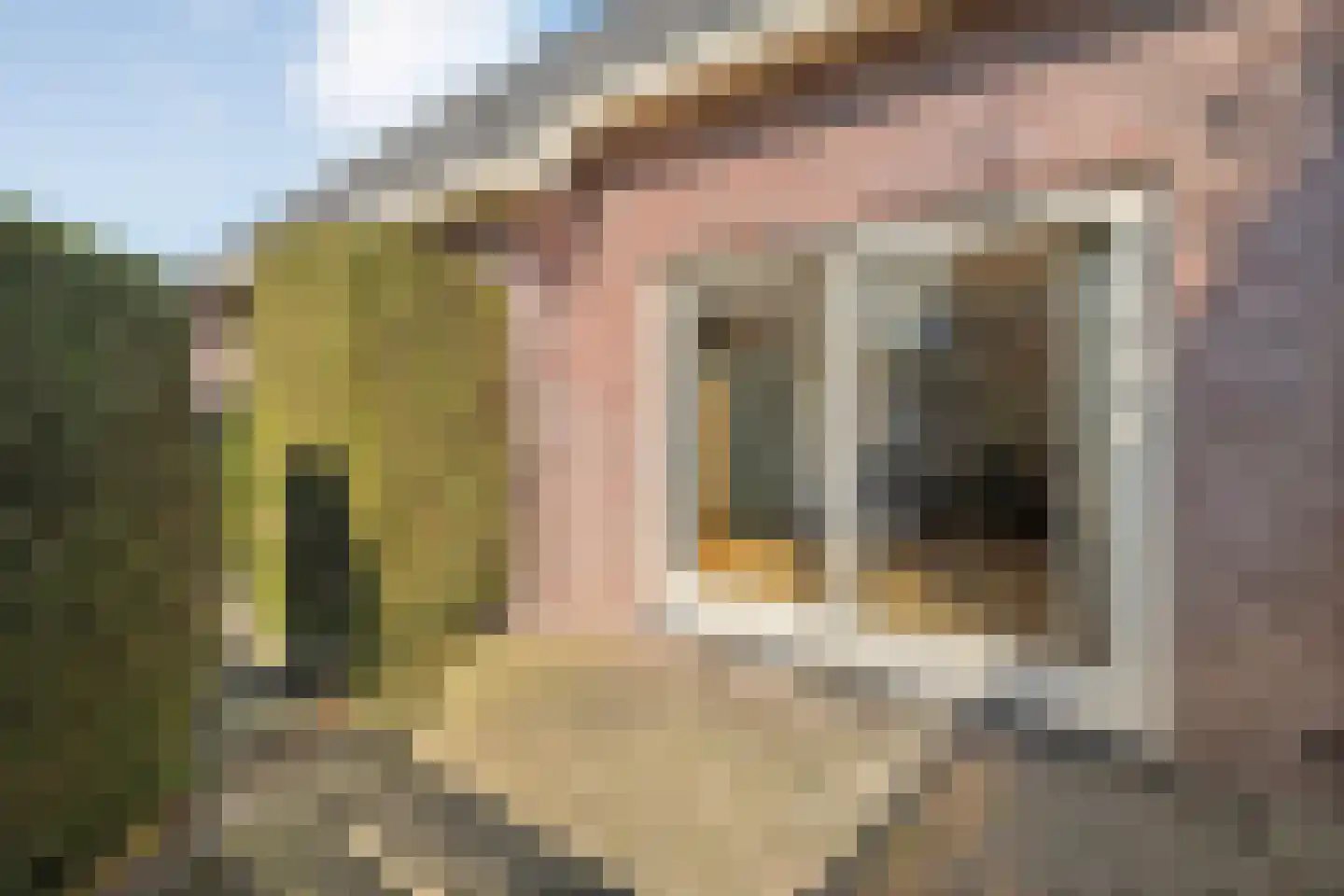 Waterlelie 11 Hardenberg thumbnail 46