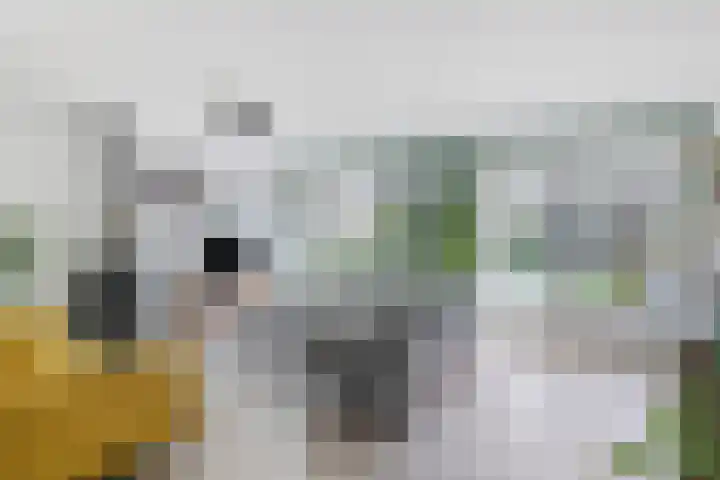 Waterlelie 13 Marknesse thumbnail 13