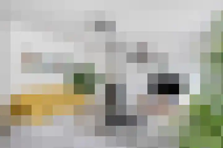 Waterlelie 13 Marknesse thumbnail 15