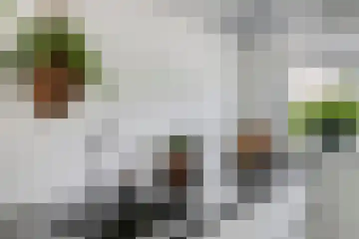 Waterlelie 13 Marknesse thumbnail 7