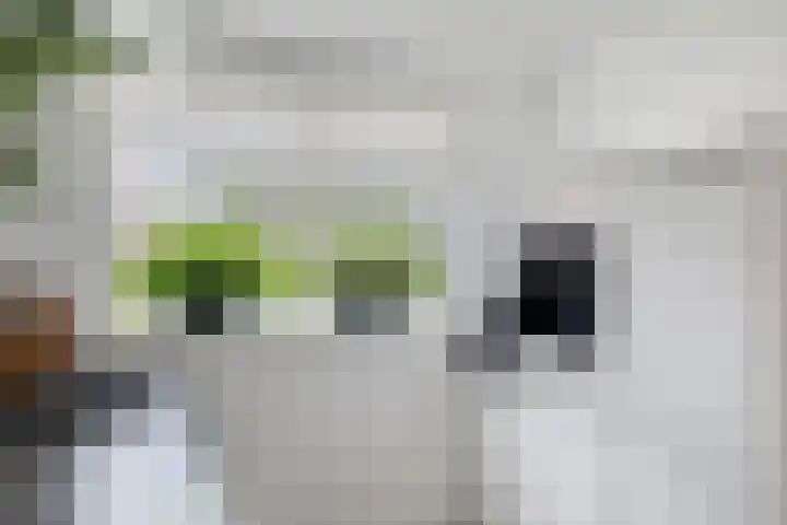 Waterlelie 13 Marknesse thumbnail 8