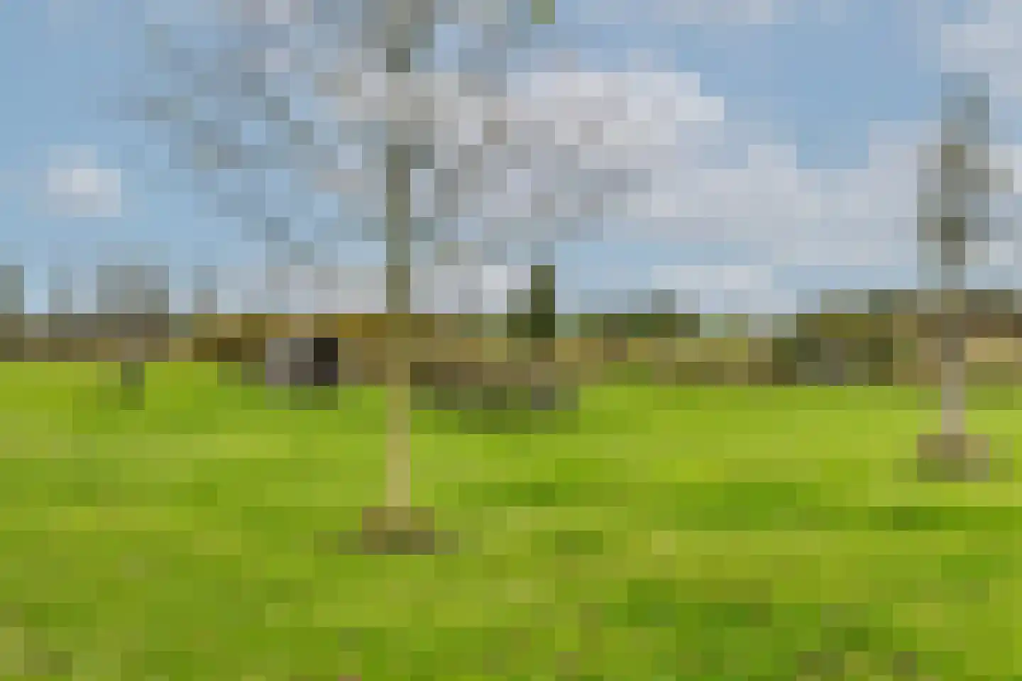 Waterlelie 14 Heerjansdam thumbnail 59