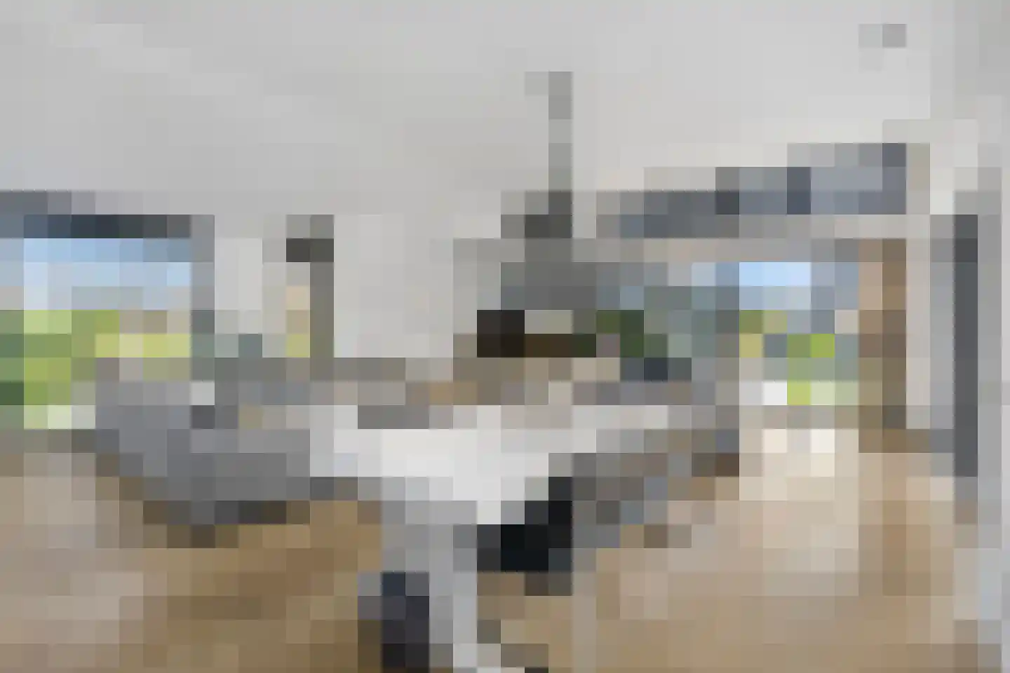 Waterlelie 18 Veenendaal thumbnail 18