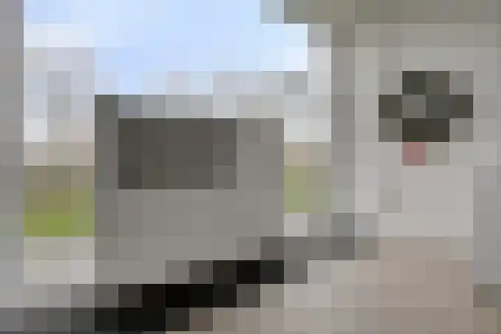 Waterlelie 21 Zwolle thumbnail 34
