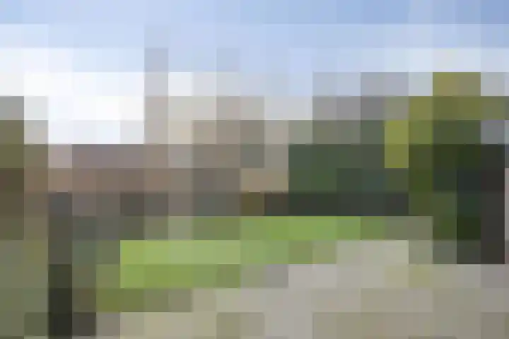 Waterlelie 22 Gouda thumbnail 29