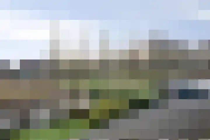 Waterlelie 22 Gouda thumbnail 31