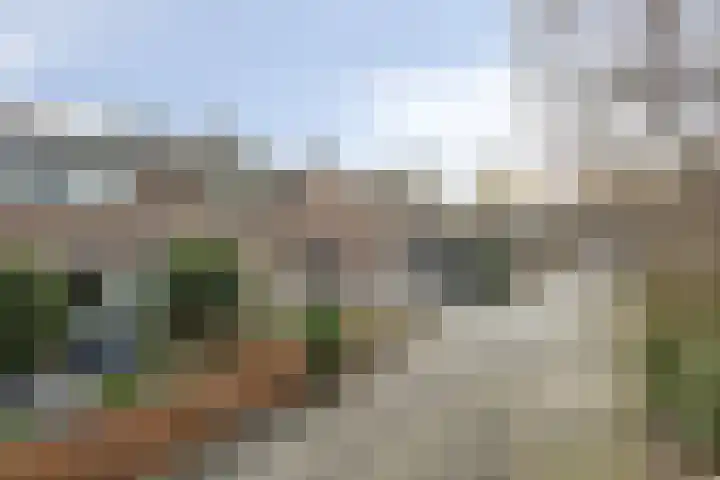 Waterlelie 22 Gouda thumbnail 36