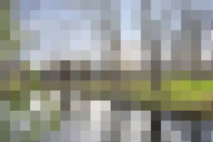 Waterlelie 22 Gouda thumbnail 43