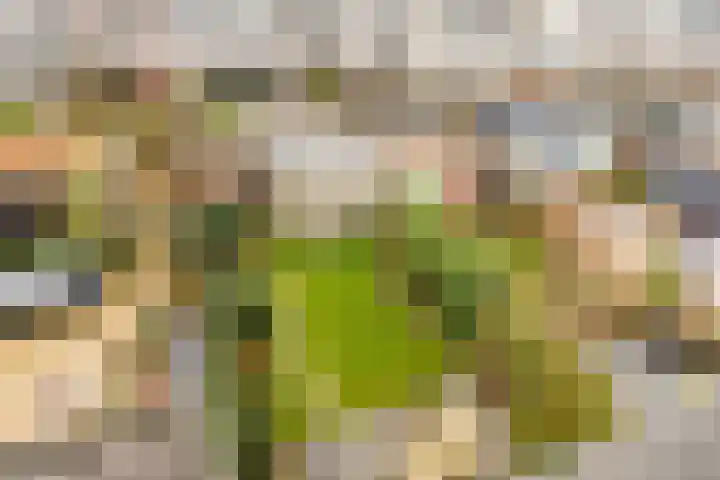 Waterlelie 22 Velserbroek thumbnail 52