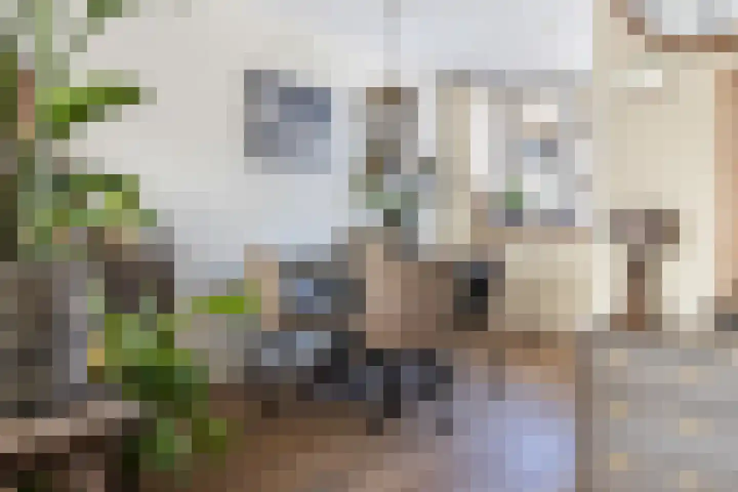 Waterlelie 23 Alblasserdam thumbnail 13