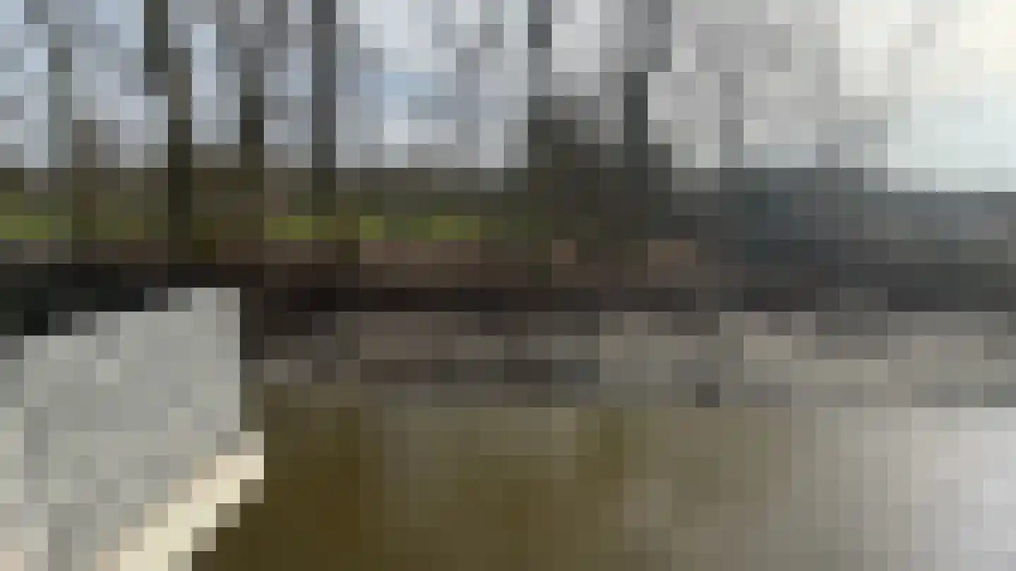 Waterlelie 23 Winkel thumbnail 18
