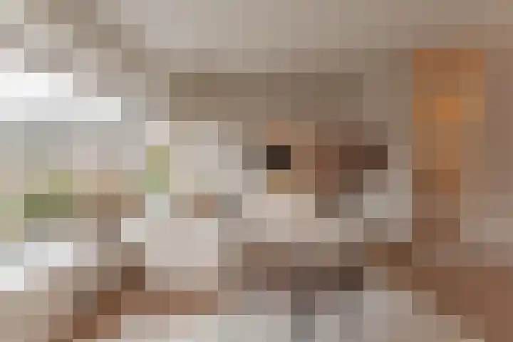 Waterlelie 3 Bovenkarspel thumbnail 22