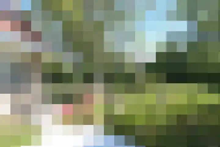 Waterlelie 3 Kollum thumbnail 35