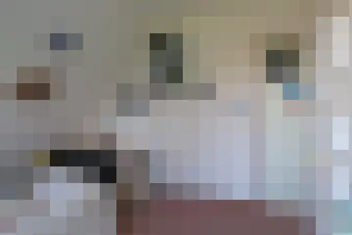 Waterlelie 3 Kollum thumbnail 46