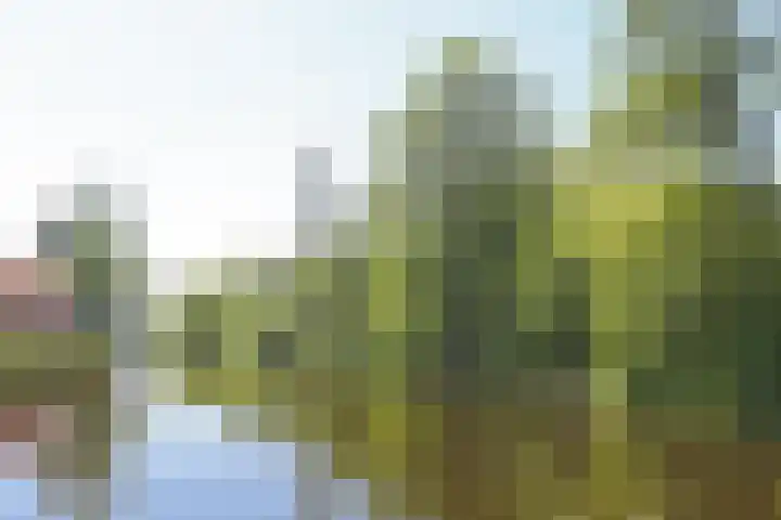 Waterlelie 3 Kollum thumbnail 57