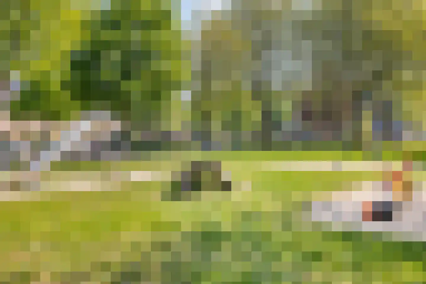 Waterlelie 31 Abcoude thumbnail 38
