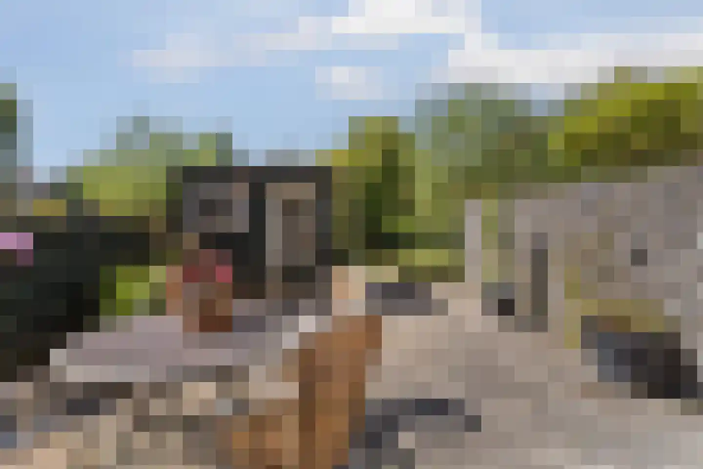 Waterlelie 31 Abcoude thumbnail 4