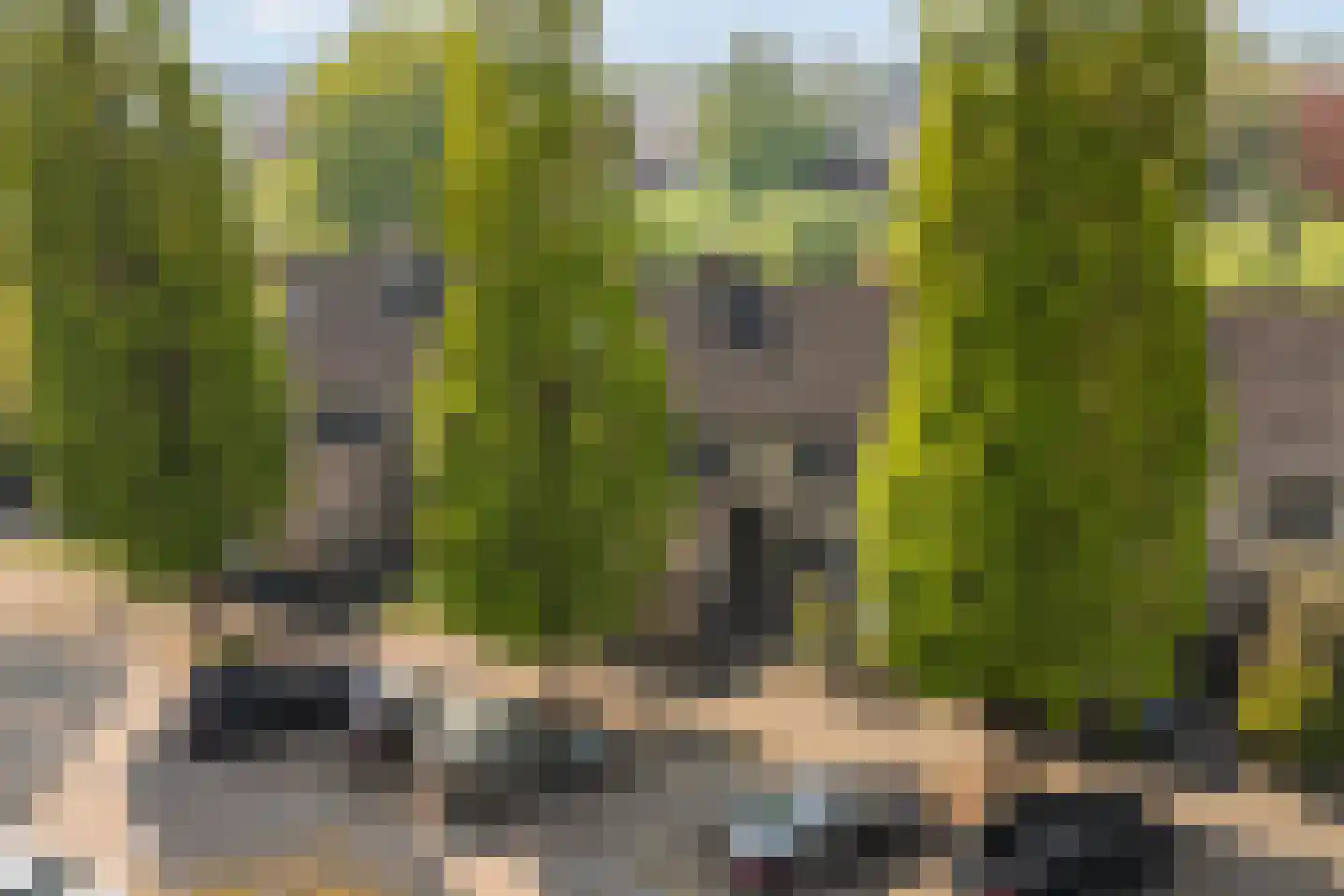 Waterlelie 31 Abcoude thumbnail 5