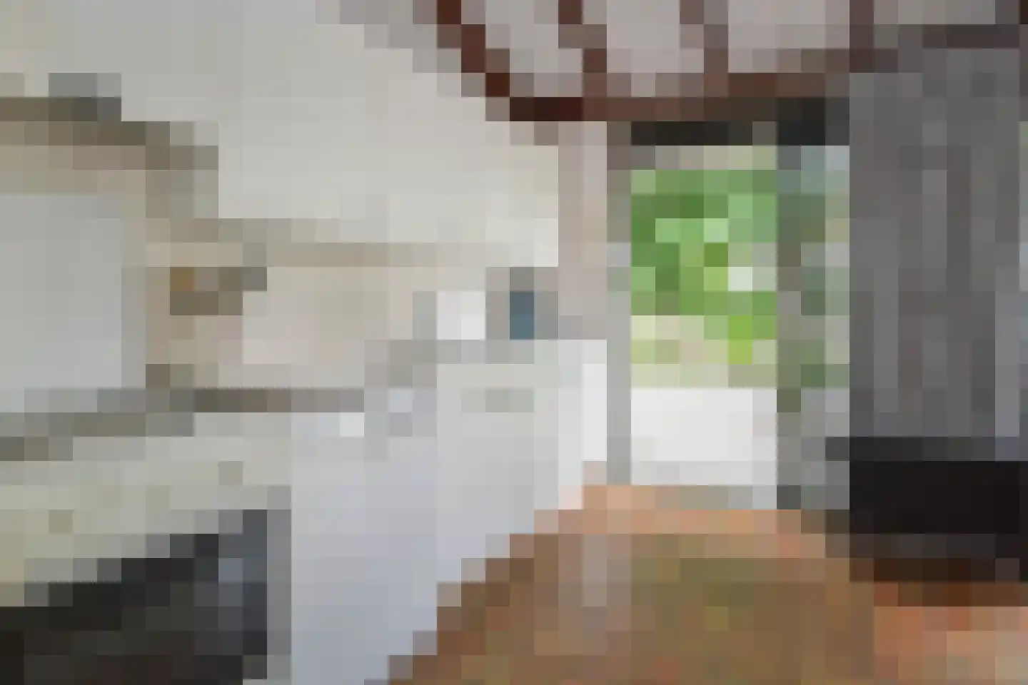 Waterlelie 32 Gouda thumbnail 15