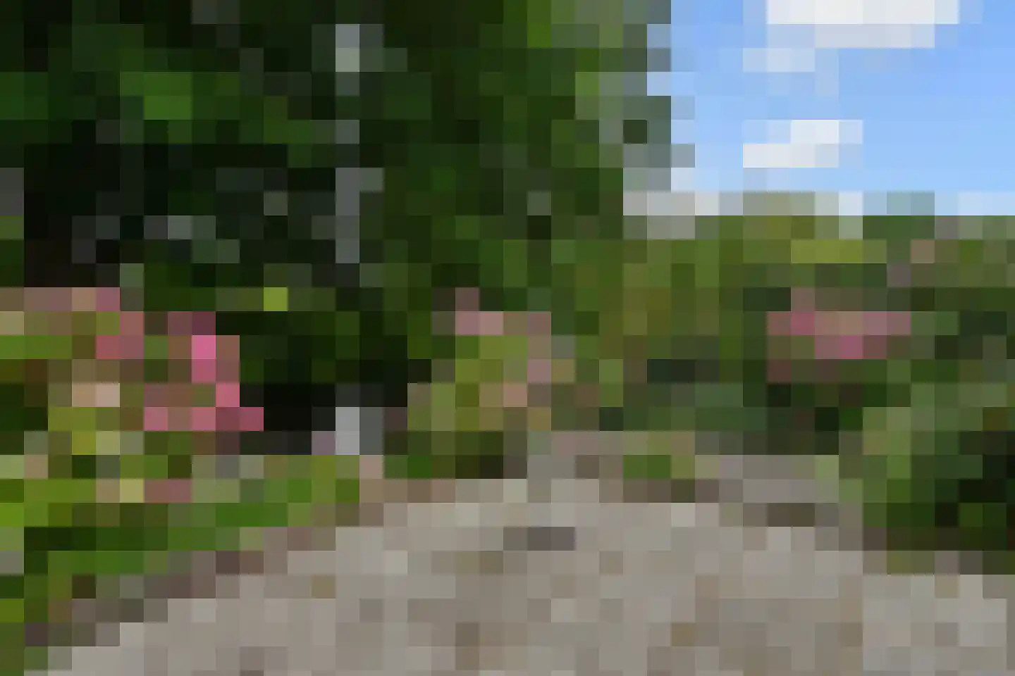 Waterlelie 32 Gouda thumbnail 20