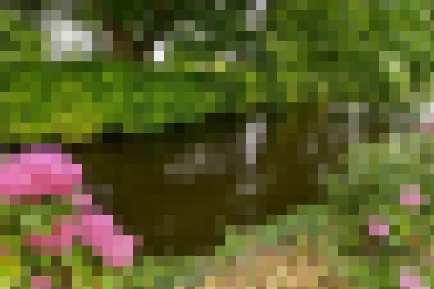 Waterlelie 32 Gouda thumbnail 21