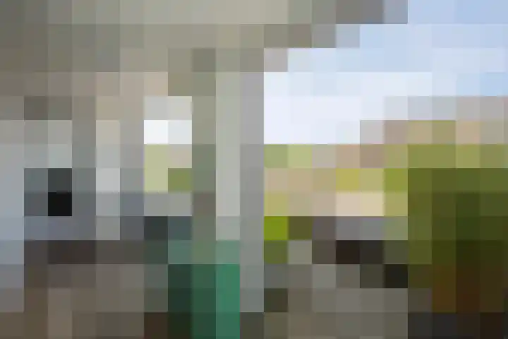 Waterlelie 33 Zwolle thumbnail 26