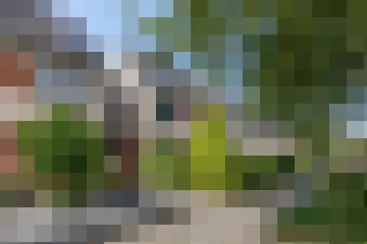 Waterlelie 36 Woudenberg thumbnail 6