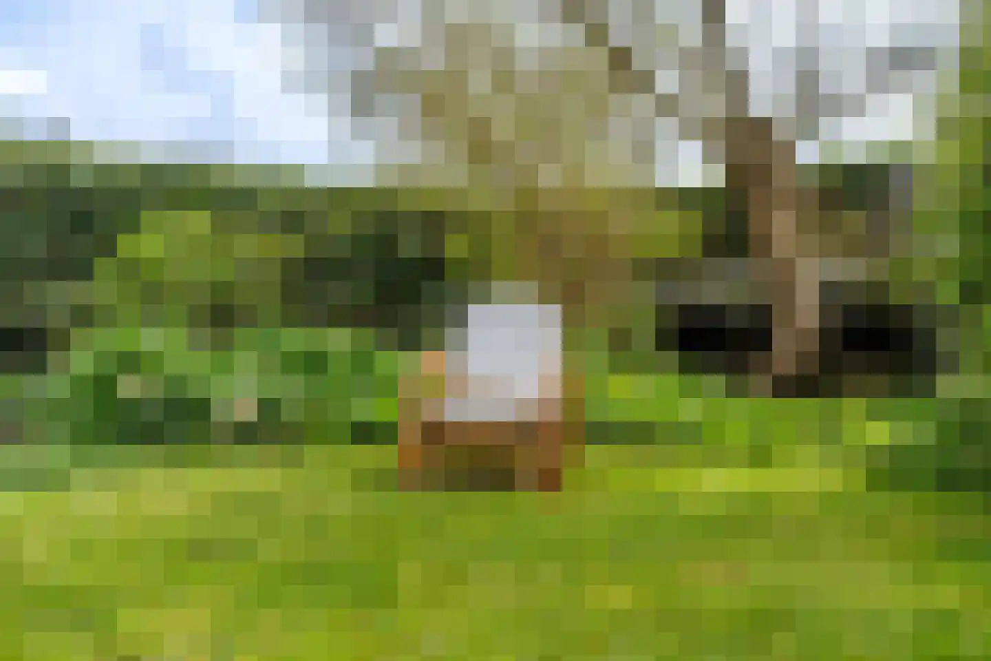 Waterlelie 4 Wilnis thumbnail 30