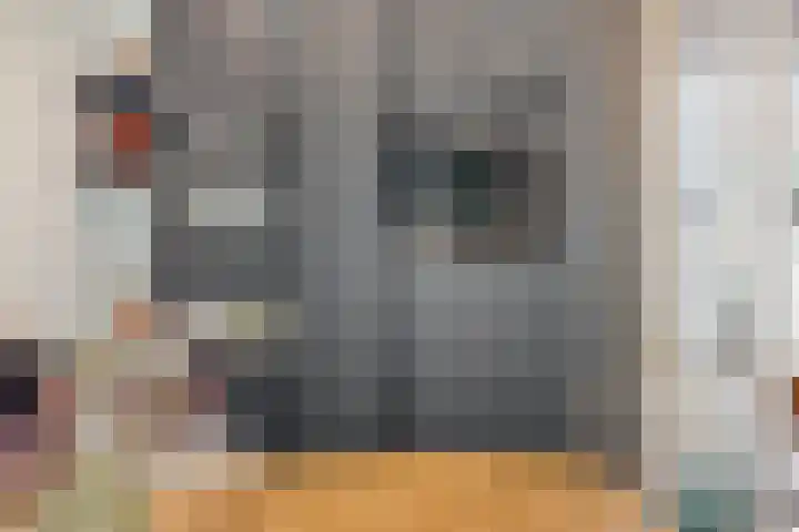 Waterlelie 5 Gemert thumbnail 22