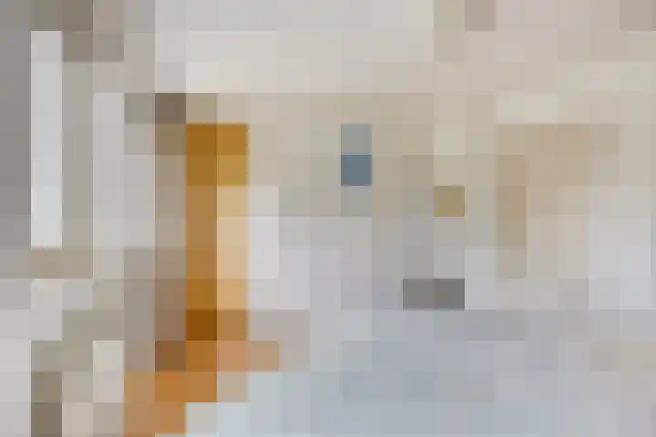Waterlelie 5 Gemert thumbnail 30
