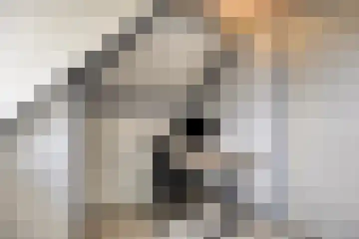 Waterlelie 5 Gemert thumbnail 38