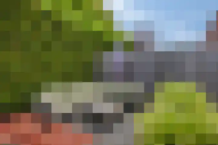 Waterlelie 5 Gemert thumbnail 41