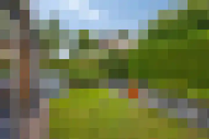 Waterlelie 5 Gemert thumbnail 42