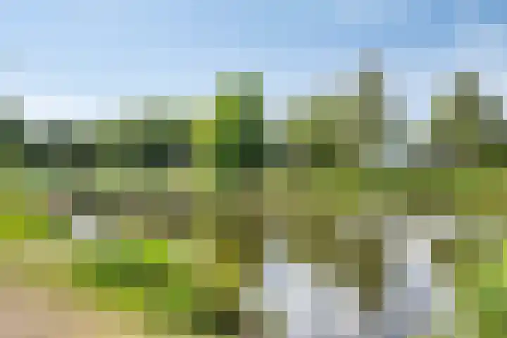 Waterlelie 5 Gemert thumbnail 50