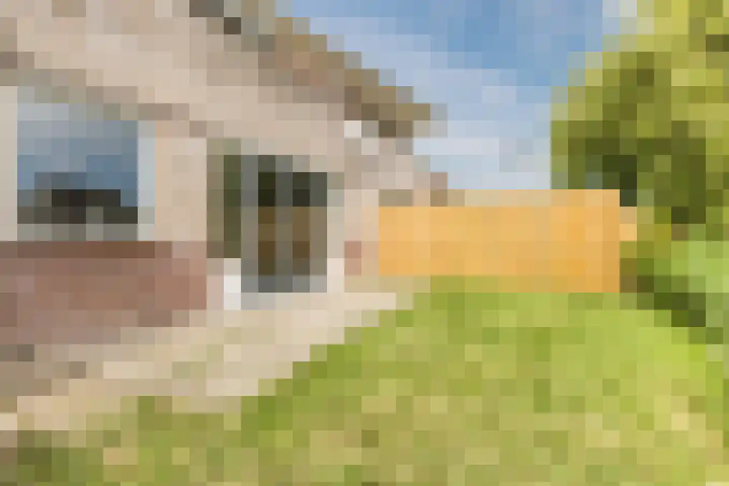 Waterlelie 55 Oudkarspel thumbnail 20