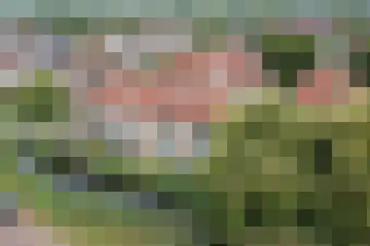 Waterlelie 63 Oudkarspel thumbnail 37