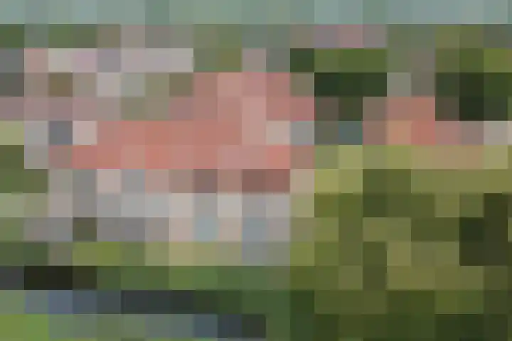 Waterlelie 63 Oudkarspel thumbnail 46